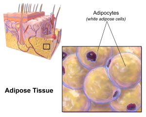 http://upload.wikimedia.org/wikipedia/commons/6/65/Blausen_0012_AdiposeTissue.png