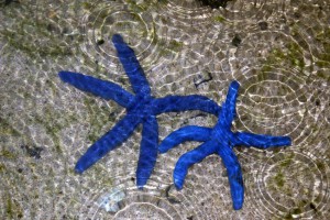 Starfish Blue