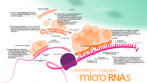 On formation and function of miRNAs. Used as described by license for Wikimedia Commons.
