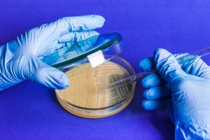 Culturing bacteria is't always this easy.