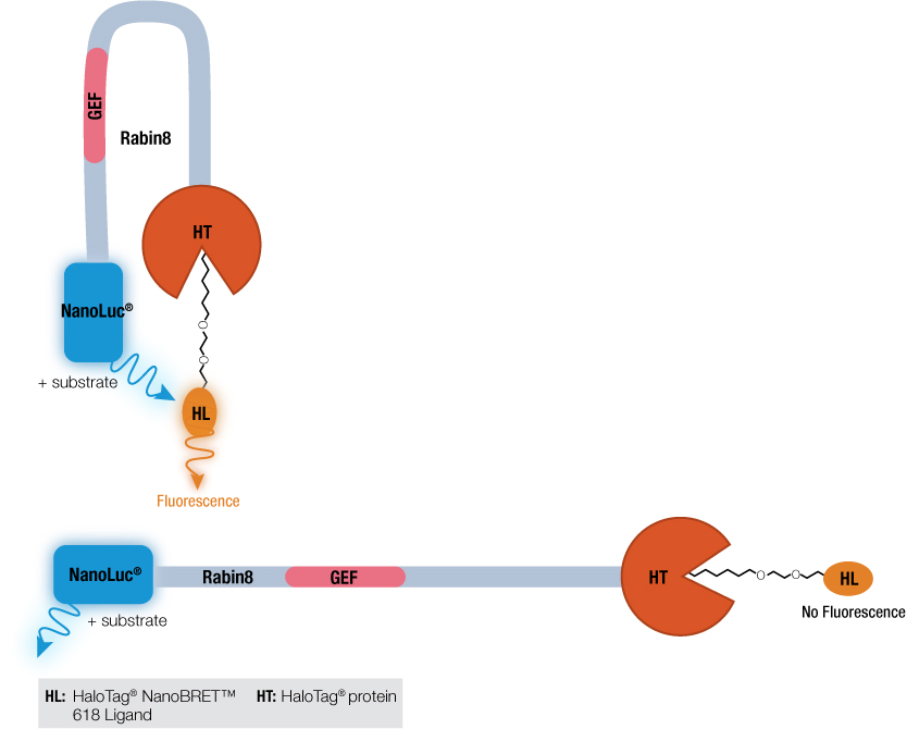 Illustrates how the NanoBRET™ assay shows Rabin8 autoinhibition and once phosphorylated by ERK1/2, Rabin8 undergoes a conformational change and activates the GEF catalytic domain.