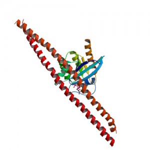 Crystal structure of GDP-boudn Rab8:Rabin8 ImageSource=RCSB PDB; StructureID=4lhy; DOI=http://dx.doi.org/10.2210/pdb4lhy/pdb;