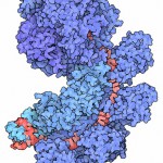 Cascade and CRISPR. image credit: By David Goodsell (RCSB PDB Molecule of the Month) [CC BY 3.0 http://creativecommons.org/licenses/by/3.0)], via Wikimedia Commons