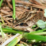 Wood Frog_Northern Wisconsin