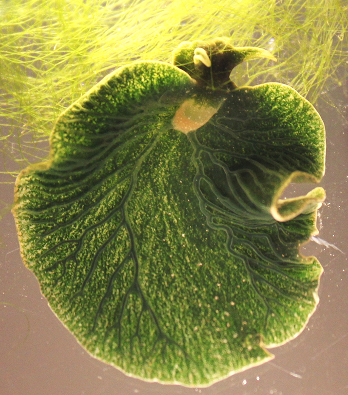Animal or Plant? FISH Labeling Reveals Horizontal Transfer of Algae Gene  into Sea Slug Chromosome - Promega Connections