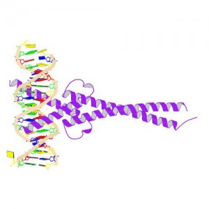 Crystal Structure of MYC MAX Heterodimer bound to DNA ImageSource=RCSB PDB; StructureID=1nkp; DOI=http://dx.doi.org/10.2210/pdb1nkp/pdb;