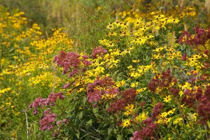 Enjoy the prairie at the BTC Institute campus and learn something too!