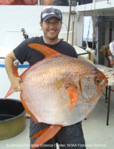 The warm blooded opah