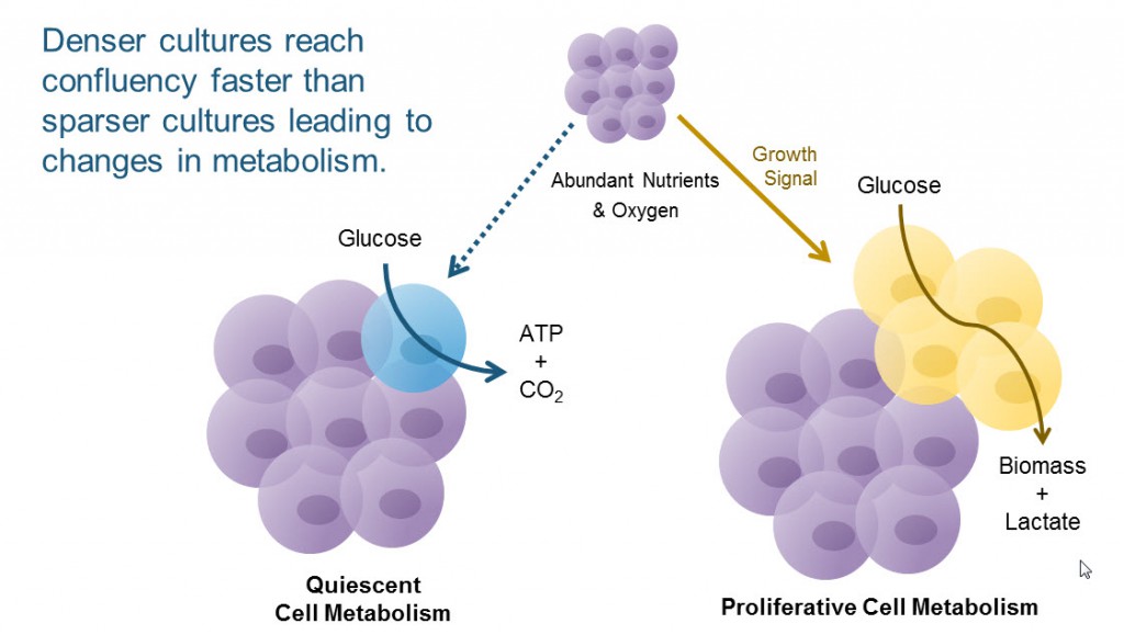 How metabolism changes with cultured cell .density