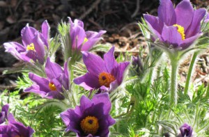 Photo of pasque flowers