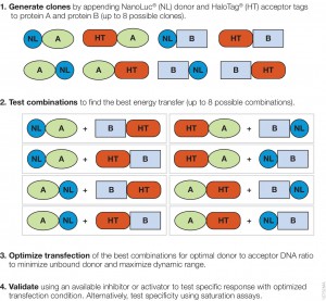 Designing a NanoBRET™ Assay is straightforward.