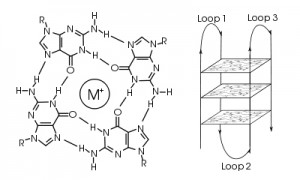 A guanine tetrad (left) and G-quadruplex (right). Image courtesy of Wikimedia Commons.