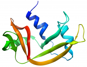 "RNase A". Licensed under CC BY-SA 2.5 via Wikimedia Commons - https://commons.wikimedia.org/wiki/File:RNase_A.png#/media/File:RNase_A.png 