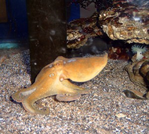 Califonia two spot octopus. Image by Jeremy S. Taken at Santa Monica Aquarium. Used via Creative Commons license, Wikimedia.