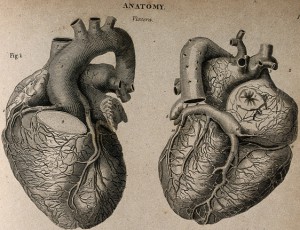Engraving of the human heart by T. Milton, 1814. Image courtesy of Wikimedia Commons. 