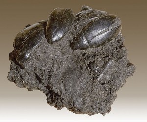 Hyrophilius sp. fossils from La Brea Tar Pits (photo credit: Archaedontosaurus Wikimedia commons  https://commons.wikimedia.org/wiki/File:Hydrophilus_-_La_Brea_Tar_Pits.jpg