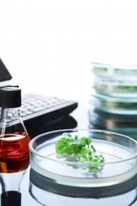 Tobacco plants in the laboratory. Our extensive knowledge of tobacco genetics allows us to use them to produce plant-derived therapeutics.