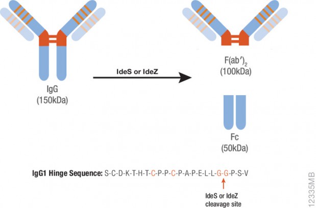 Fc fragment Archives - Promega Connections