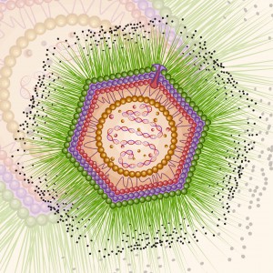 Artist's conception of Mimivirus structure, the first of the giant viruses identified.