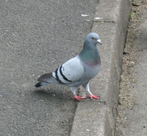 A rock dove, similar in plumage to a pigeon.
