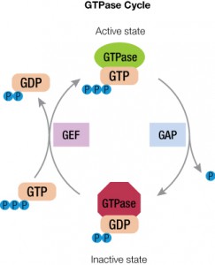 The GTPase cycle