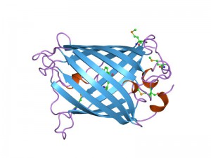 GFP