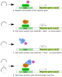 Yeast two-hybrid