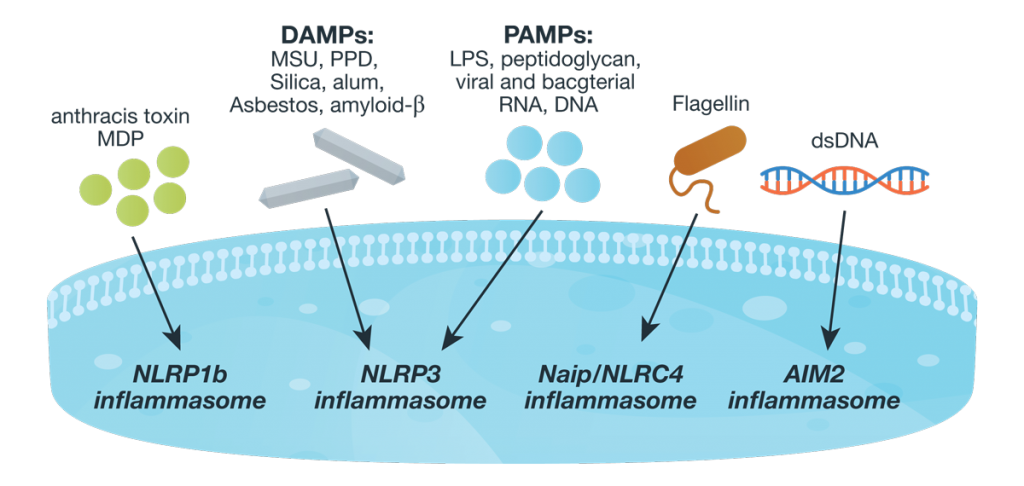 26061534-Inflamasome-Assay-Blog-figure-WEB