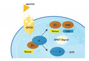 NanoLuc-GPCR-figure-R2