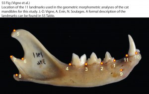 Supplemental Figure 5 showing the 11 landmarks used to distinguish the felid mandibles. Vigne et al. (2016) Earliest "Domestic" Cats in China Identified as Leopard Cat (Prionailurus bengalensis). PLOS ONE 11(1), e0147295. doi: 10.1371/journal.pone.0147295