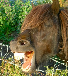 One tired pony. By Rachel C from Scotland (Flickr) [CC BY 2.0 (http://creativecommons.org/licenses/by/2.0)], via Wikimedia Commons