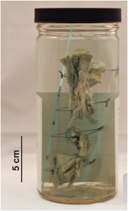 Fig 2. The cooked meat tissue served at the 1951 ECAD. Division of Vertebrate Zoology, YPM HERR 19475. Courtesy of the Peabody Museum of Natural History, Yale University, New Haven, CT, USA. doi:10.1371/journal.pone.0146825.g002