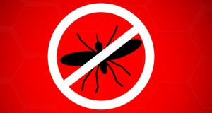 no mosquito