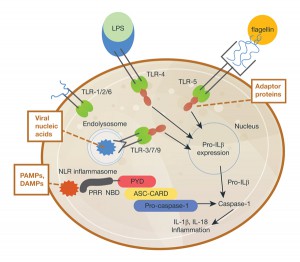 Inflammasome diagram.