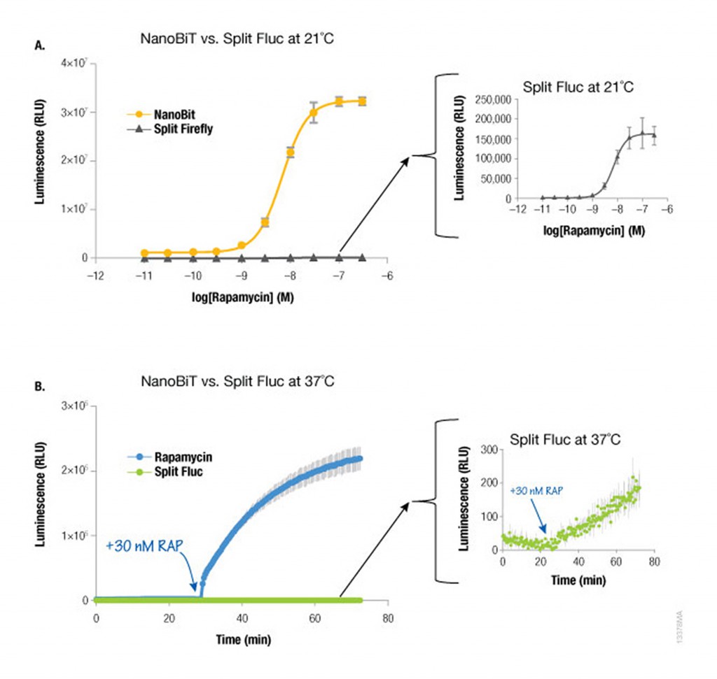 The FKBP:FRB model system was used with HEK293 cells transfected with either NanoBiT or firefly luciferase fusion constructs. After overnight incubation cells were treated with rapamycin to stimulate FKBP:FRB interaction. Panel A. Cells were treated with rapamycin as indicated and incubated at room temperature (21°C) two hours followed by reagent addition and luminescence measurement. Panel B. After reagent addition, cells were incubated at 37°C and luminescence measured for approximately 30 minutes. Cells were then treated with 30nM rapamycin and luminescence monitored for an additional 40 minutes.