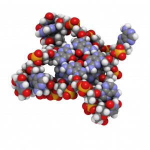 Molecular model of human telomere DNA