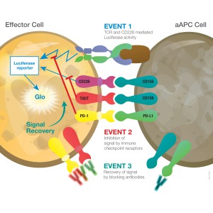 Schematic illustrating the principle of the TIGIT/PD-1 combination bioassay.