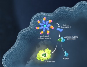 Schematic of the Caspase-Glo 1 Inflammasome Assay.