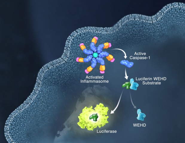 Inflammasomes And Pyroptosis Promega Connections