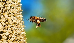 Honey bee carrying pollen.