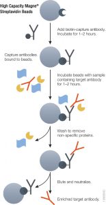 Schematic showing immuno-enrichment using High Capacity Magne® Streptavidin Beads.