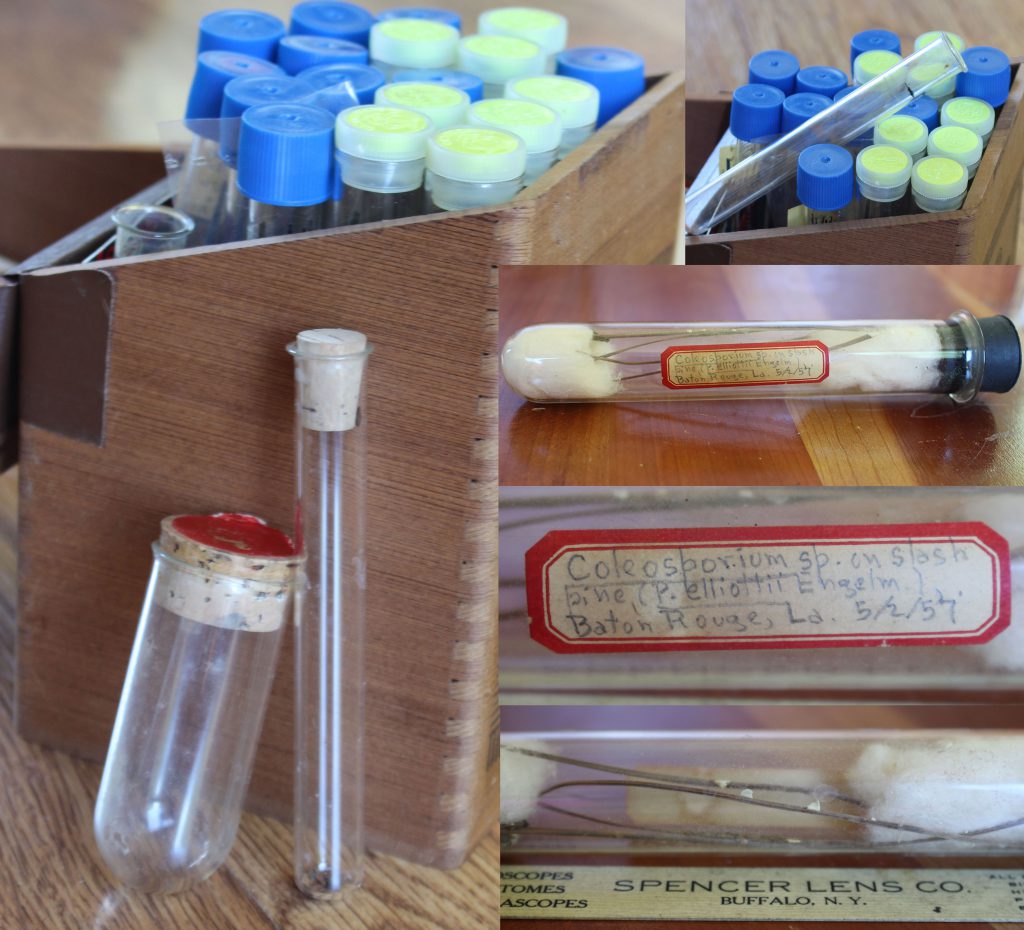 The labeled tube was collected by my Grandfather, Philip C. Wakeley while working as a forester with the USDA Forest Services at the Southern Forest Experiment Station in New Orleans.