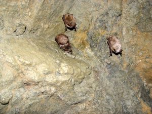 Affected WNS bats in a Maine mine.