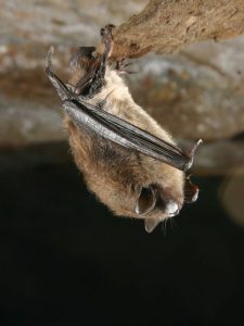 Little brown bat with fungus on muzzle. Photo by Al Hicks, NY Dept of Environ. Conservation.