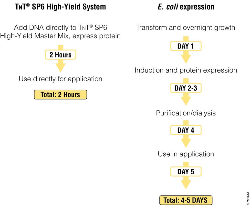 Cell-free protein expression offers significant time savings over cell-based expression methods.