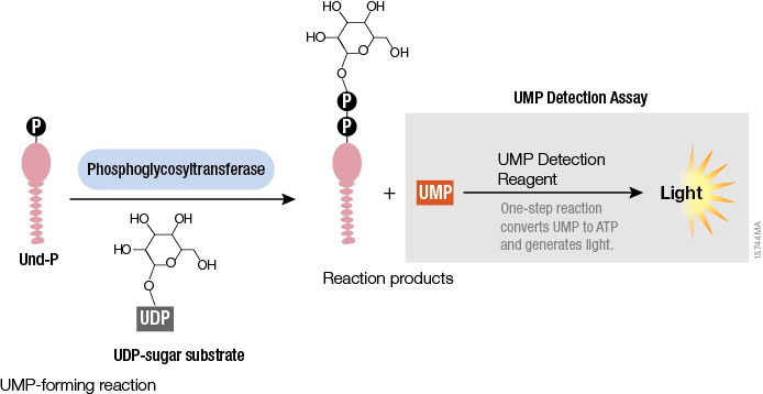 By measuring UMP, the byproduct of PGTs, the UMP-Glo™ Assay can detect the activity of a wide array of PGTs.