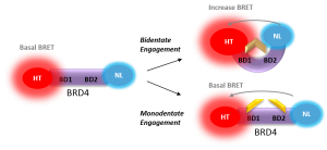 Schematic of biosensor experiments from Waring et al. 2016 (http://www.nature.com/nchembio/journal/vaop/ncurrent/full/nchembio.2210.html)