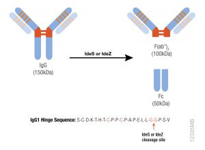 Schematic showing cleavage specificity of IdeS and IdeZ Proteases.