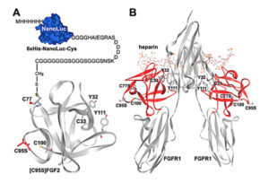 Panel A: Schematic presentation of the NanoLuc-conjugated FGF2. Positions of the Cys residues, Y32, and Y111 in FGF2 are labeled and their side-chains are shown. Panel B: The previously solved crystal of structure of FGF2 in complex with receptor FGFR1 and heparin. FGF2 molecules are shown in red and the positions of their Cys residues, Y32, and Y111 are labeled. 