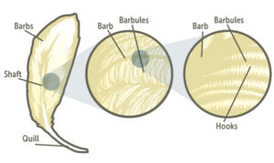 32178454-feather-diagram-final-web